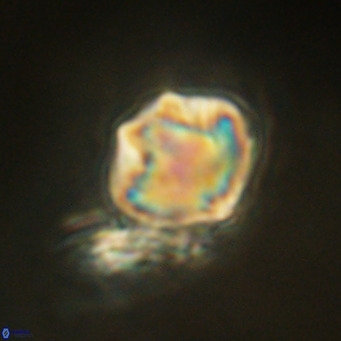 Olladiscoaster exagonikoasteri VR 18961