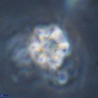 Olladiscoaster exagonikoasteri VR 18974