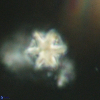 Olladiscoaster exagonikoasteri VR 18972