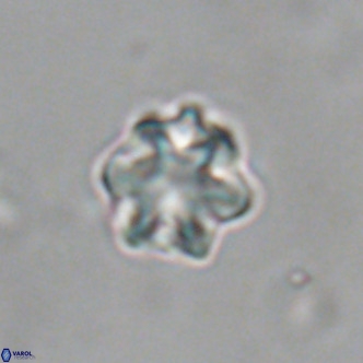 Discoaster puvillandii VR 18984