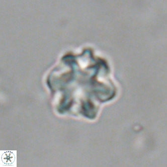 Discoaster puvillandii VR 18984