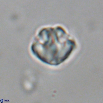 Discoaster puvillandii VR 18985