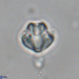 Discoaster puvillandii VR 18986