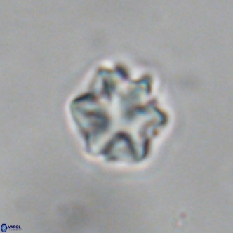 Discoaster puvillandii VR 18987