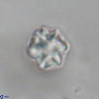 Discoaster puvillandii VR 18989