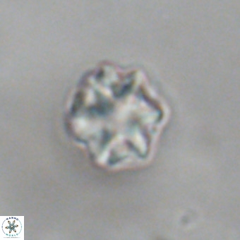 Discoaster puvillandii VR 18989