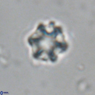 Discoaster puvillandii VR 18982