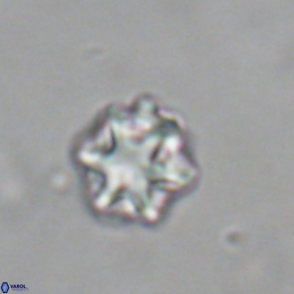 Discoaster puvillandii VR 18983