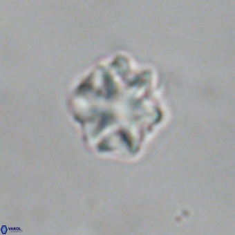 Discoaster puvillandii VR 18994