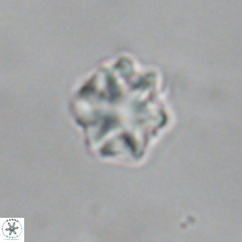 Discoaster puvillandii VR 18994