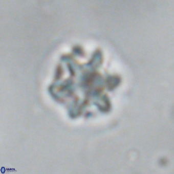 Discoaster puvillandii VR 18990
