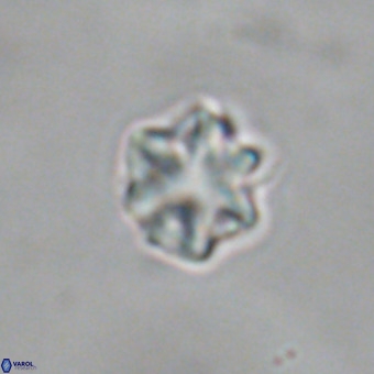Discoaster puvillandii VR 18992