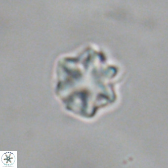 Discoaster puvillandii VR 18992