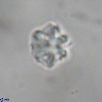 Discoaster puvillandii VR 18993