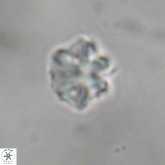 Discoaster puvillandii VR 18993