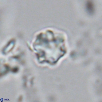 Olladiscoaster exagonikoasteri VR 18241