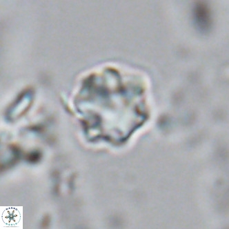 Olladiscoaster exagonikoasteri VR 18241