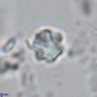 Olladiscoaster exagonikoasteri VR 18242