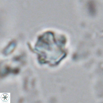 Olladiscoaster exagonikoasteri VR 18242