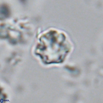 Olladiscoaster exagonikoasteri VR 18243