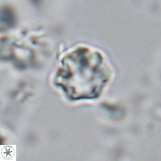 Olladiscoaster exagonikoasteri VR 18243