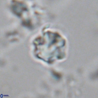 Olladiscoaster exagonikoasteri VR 18244