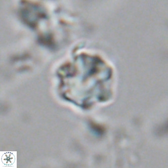 Olladiscoaster exagonikoasteri VR 18244