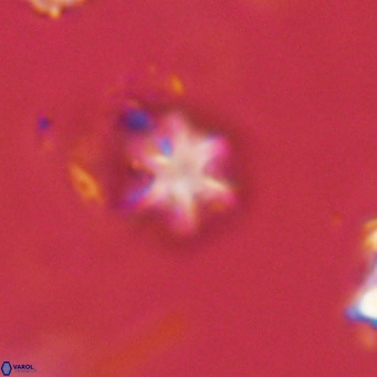 Olladiscoaster exagonikoasteri VR 18246