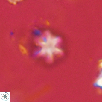 Olladiscoaster exagonikoasteri VR 18246