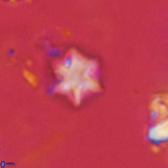 Olladiscoaster exagonikoasteri VR 18247