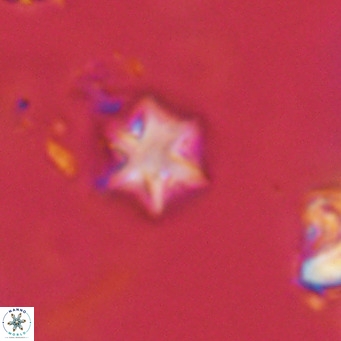 Olladiscoaster exagonikoasteri VR 18247