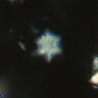 Olladiscoaster exagonikoasteri VR 18248