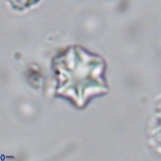 Olladiscoaster exagonikoasteri VR 18249