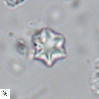 Olladiscoaster exagonikoasteri VR 18249