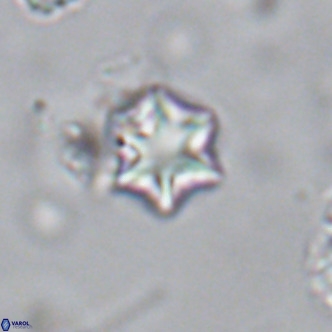 Olladiscoaster exagonikoasteri VR 18251