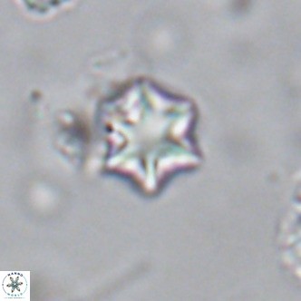 Olladiscoaster exagonikoasteri VR 18251