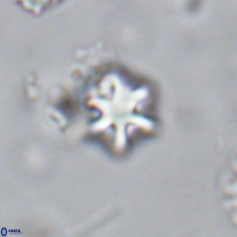 Olladiscoaster exagonikoasteri VR 18252