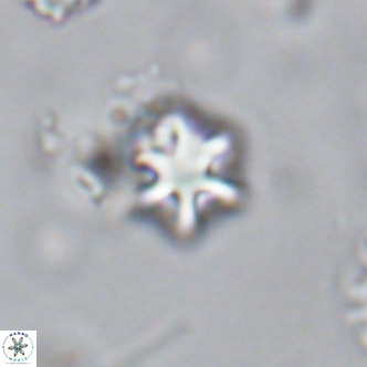 Olladiscoaster exagonikoasteri VR 18252