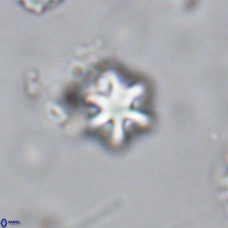 Olladiscoaster exagonikoasteri VR 18253