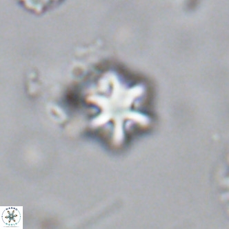 Olladiscoaster exagonikoasteri VR 18253