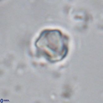 Olladiscoaster exagonikoasteri VR 18254