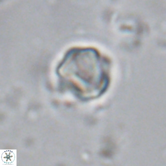 Olladiscoaster exagonikoasteri VR 18254