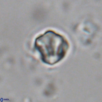 Olladiscoaster exagonikoasteri VR 18255