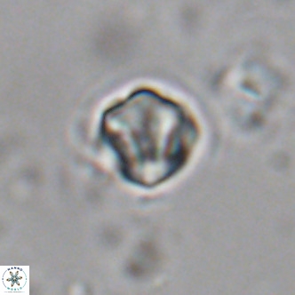 Olladiscoaster exagonikoasteri VR 18255