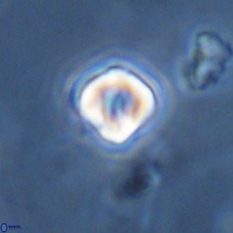 Olladiscoaster exagonikoasteri VR 18265