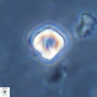 Olladiscoaster exagonikoasteri VR 18265
