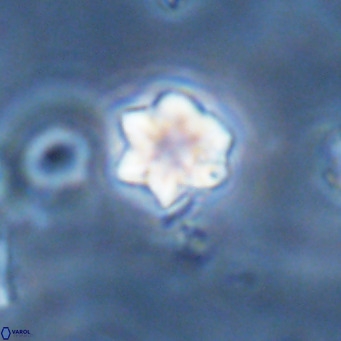 Olladiscoaster exagonikoasteri VR 18266