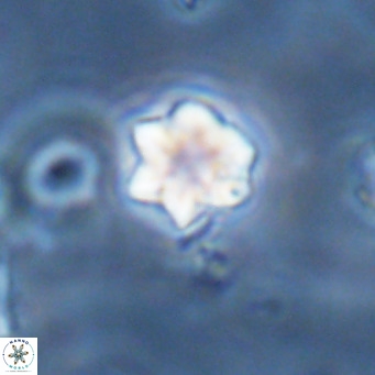 Olladiscoaster exagonikoasteri VR 18266