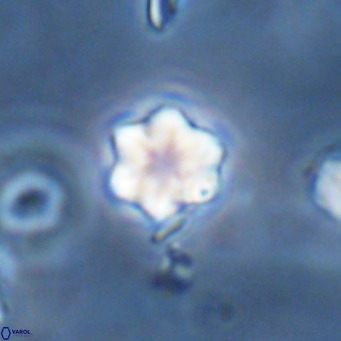 Olladiscoaster exagonikoasteri VR 18267