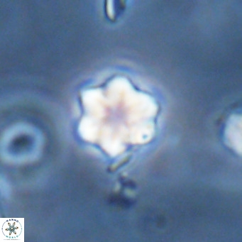 Olladiscoaster exagonikoasteri VR 18267